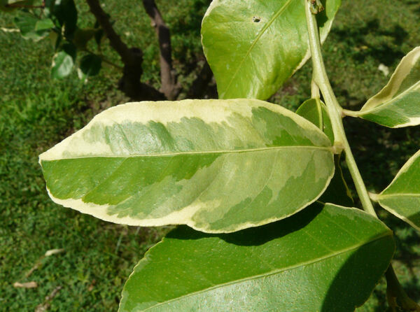 Citrus x limon (L.) Osbeck 'Variegato'