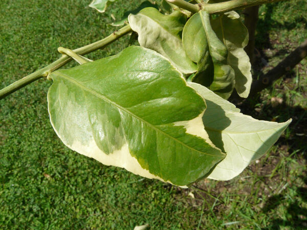 Citrus x limon (L.) Osbeck 'Variegato'