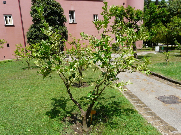 Citrus x limon (L.) Osbeck 'Variegato'