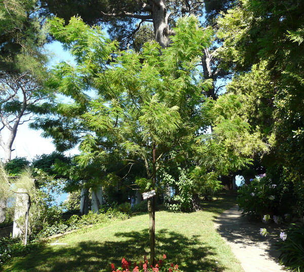 Acacia decurrens Willd.