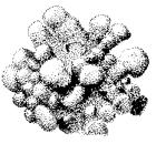 escrescenze bitorzolute