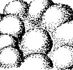 escrescenze bitorzolute