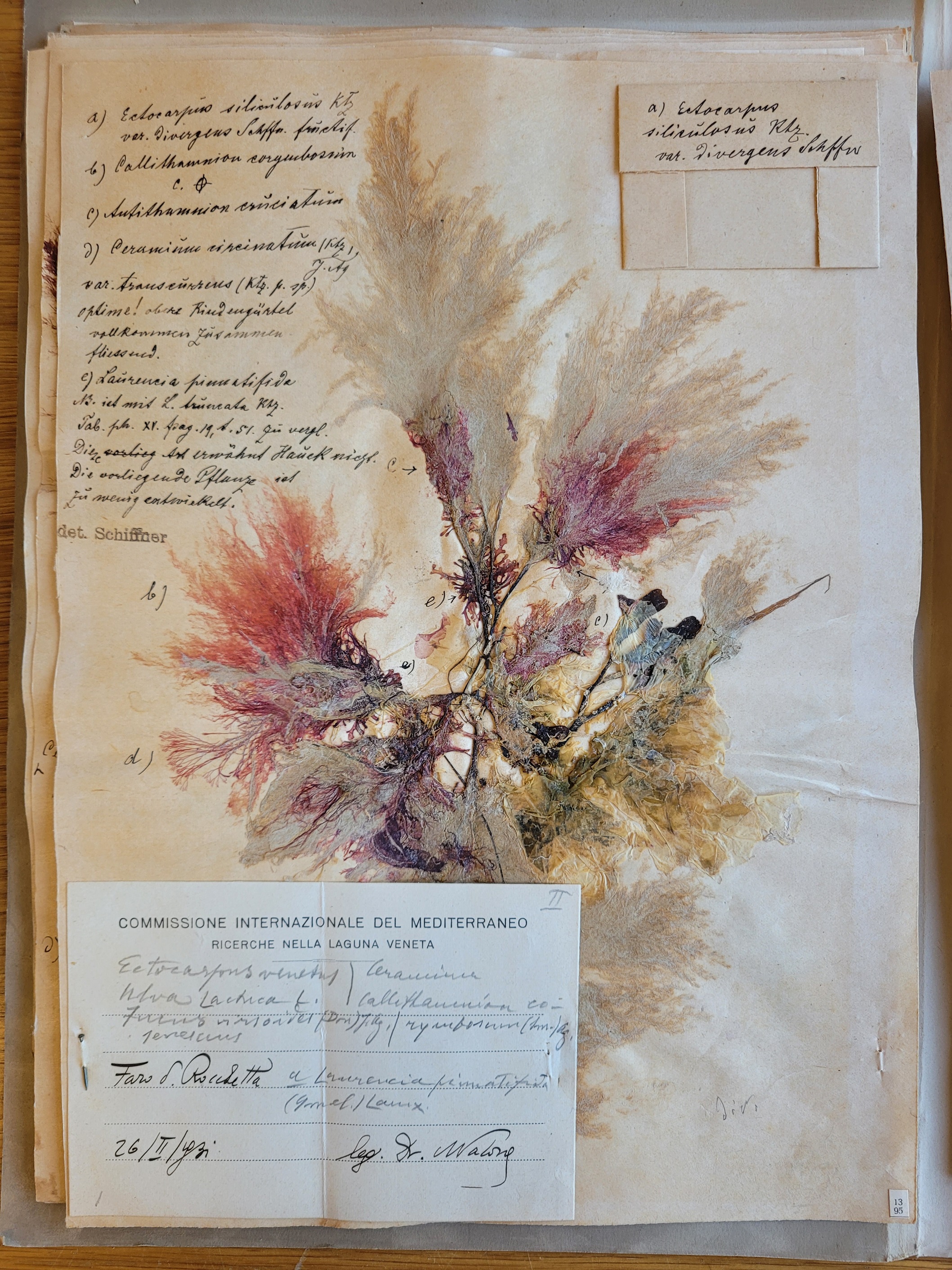 A specimen of the collection