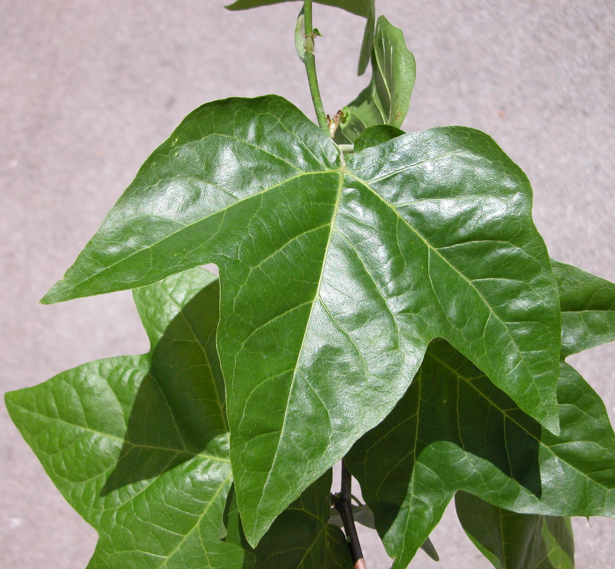 immagine banner chiave