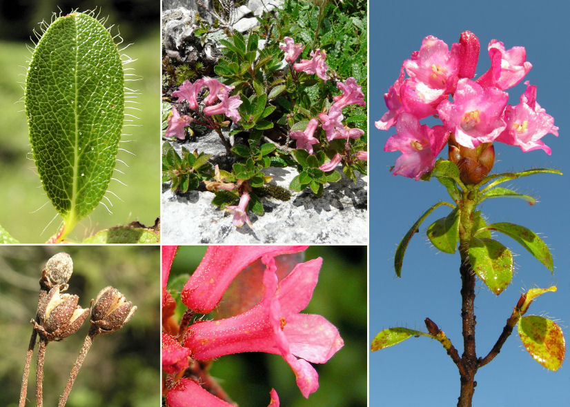 Rhododendron hirsutum L. - Sistema informativo sulla flora delle Alpi Carniche meridionali (Ampezzo-Sauris)