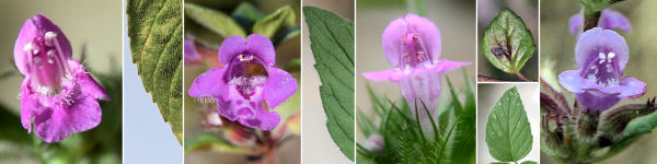 immagine banner chiave