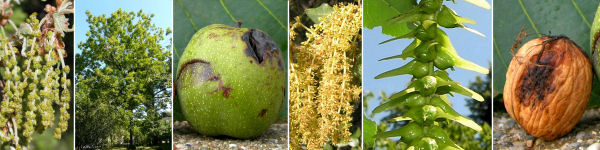 immagine banner chiave