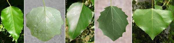 immagine banner chiave