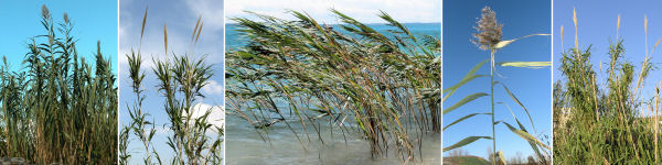 immagine banner chiave