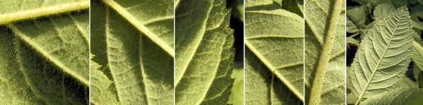 immagine banner chiave