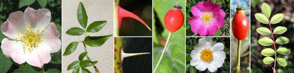 immagine banner chiave