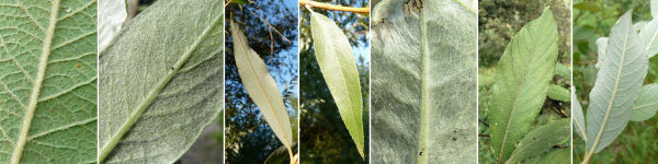 immagine banner chiave