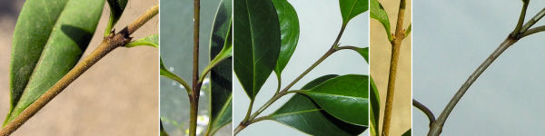 immagine banner chiave