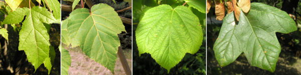 immagine banner chiave