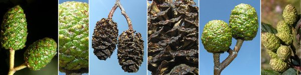 immagine banner chiave