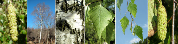 immagine banner chiave