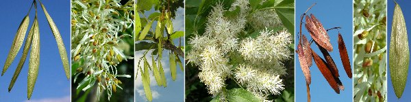 immagine banner chiave