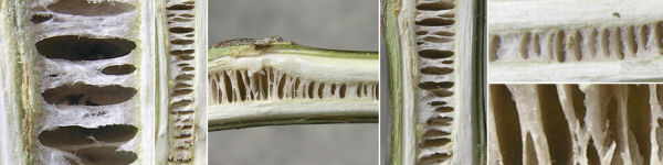 immagine banner chiave